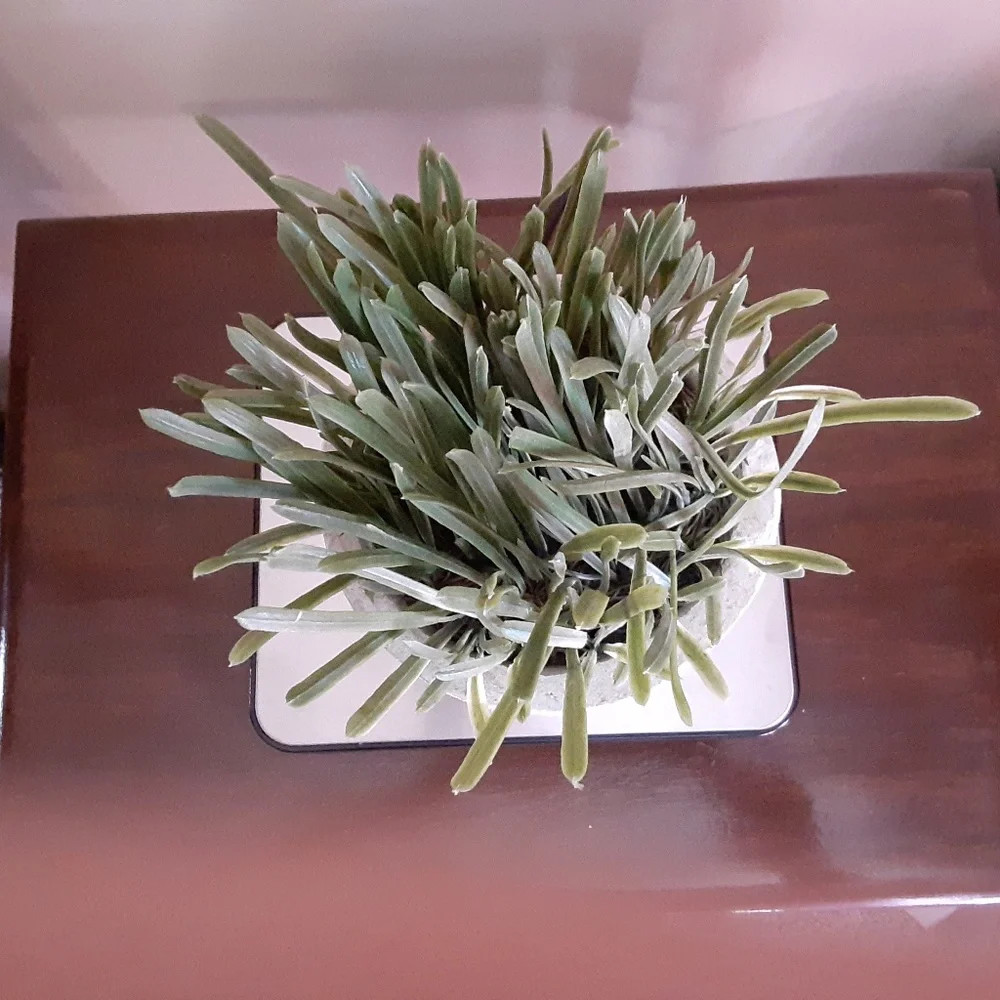 Potted Faux Grass Decor